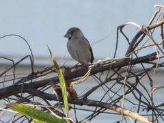 Coccothraustes coccothraustes