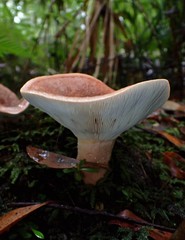Lactifluus clarkeae