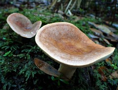 Lactifluus clarkeae
