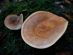 Lactifluus clarkeae
