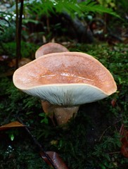 Lactifluus clarkeae