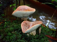 Lactifluus clarkeae