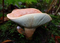 Lactifluus clarkeae