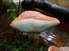 Lactifluus clarkeae