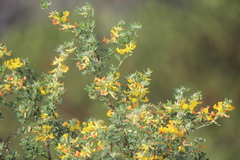 Acmispon dendroideus dendroideus