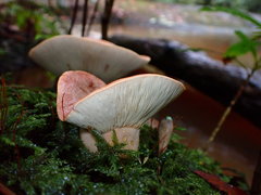 Lactifluus clarkeae