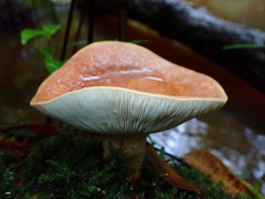 Lactifluus clarkeae