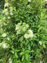 Backhousia citriodora