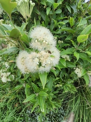 Backhousia citriodora