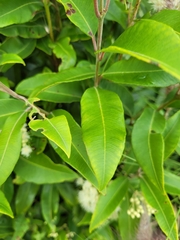 Backhousia citriodora
