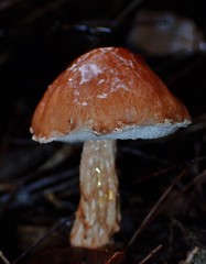 Austroboletus lacunosus