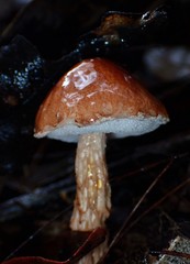 Austroboletus lacunosus