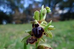 Ophrys sphegodes passionis