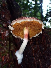 Boletellus deceptivus