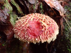 Boletellus deceptivus