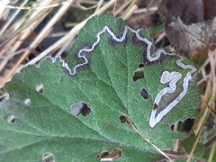 Stigmella pretiosa