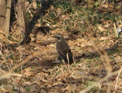 Turdus eunomus