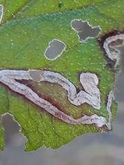 Stigmella pretiosa
