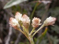 Antennaria microphylla