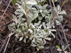 Antennaria microphylla