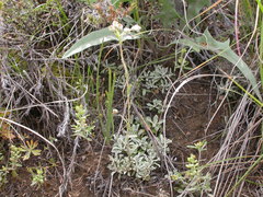 Antennaria microphylla