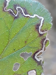 Stigmella pretiosa