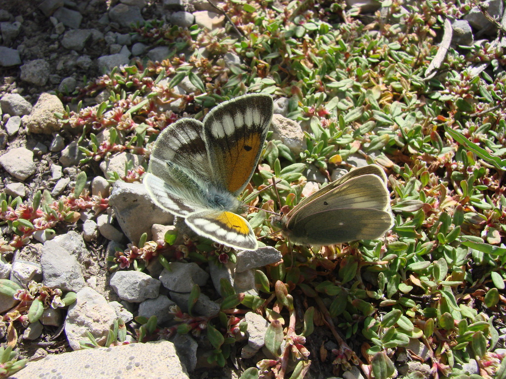 Colias christophi