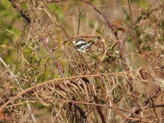 Emberiza cioides
