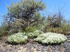 Eremogone franklinii