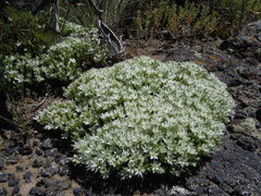 Eremogone franklinii