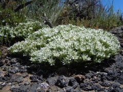 Eremogone franklinii