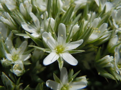 Eremogone franklinii