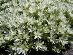 Eremogone franklinii