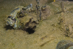 Gobiopterus semivestitus