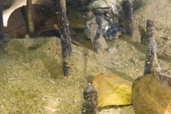 Gobiopterus semivestitus