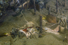 Gobiopterus semivestitus