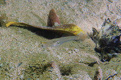 Gobiopterus semivestitus