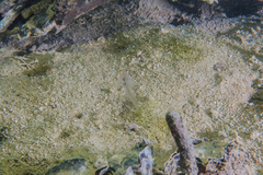 Gobiopterus semivestitus