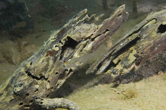 Gobiopterus semivestitus