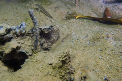 Gobiopterus semivestitus