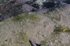 Gobiopterus semivestitus