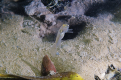 Gobiopterus semivestitus