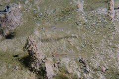 Gobiopterus semivestitus