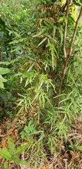 Polypodiopsida
