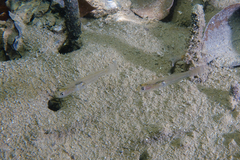 Gobiopterus semivestitus