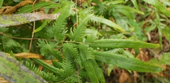 Polypodiopsida