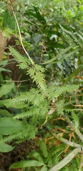 Polypodiopsida