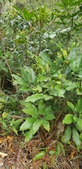 Angiospermae