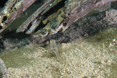 Gobiopterus semivestitus