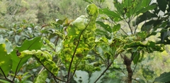 Angiospermae
